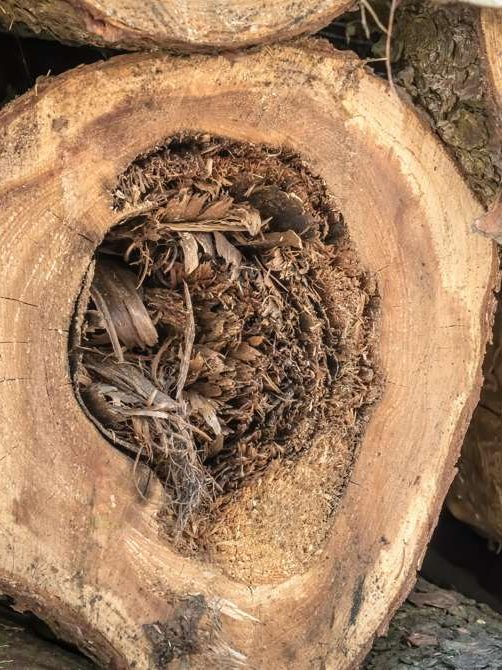 Notwendige Baumrodung