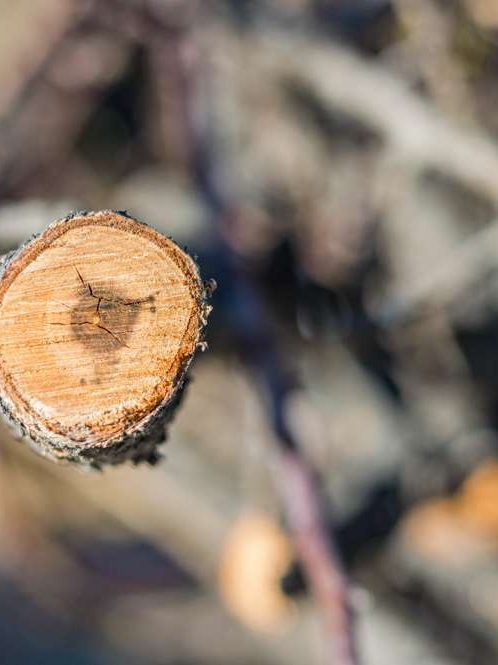 Gesunder Baumschnitt