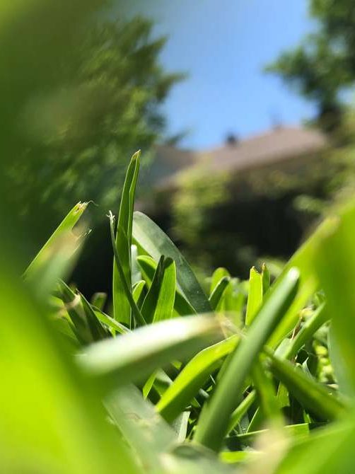 Regelmäßiges Grünservice