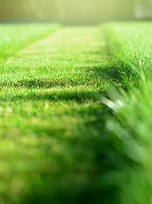 Mähroboter bei der Arbeit